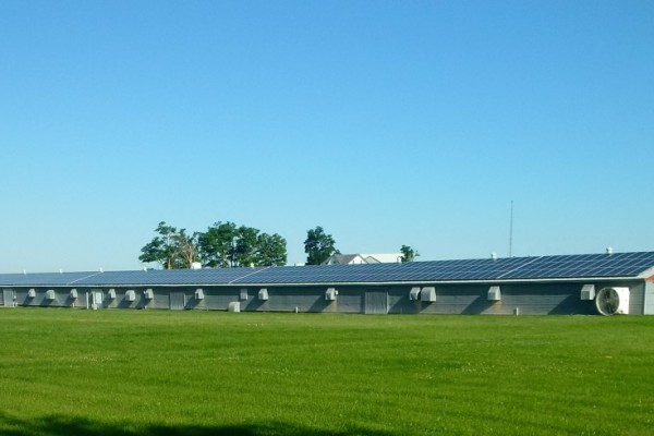 Solar panels on turkey barn roof